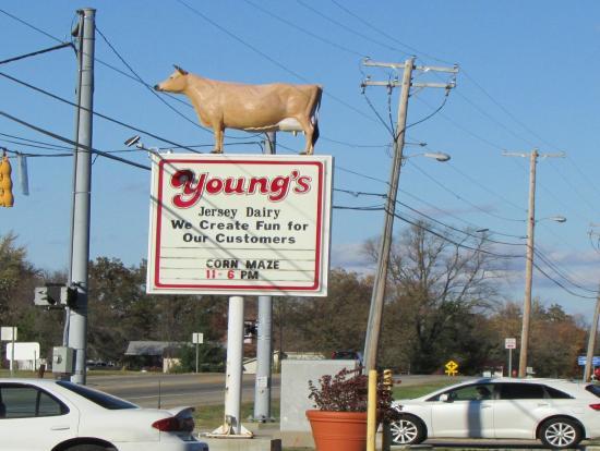 Young's Jersey Dairy Farm